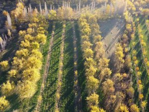 Iğdır’ın Sararan Kayısı Bahçelerinde Tablo Gibi Sonbahar Görüntüleri