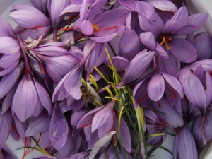 Kilosu 100 Bin Liradan Satılıyor, 80 Bin Çiçekten Yarım Kilo Üretiliyor