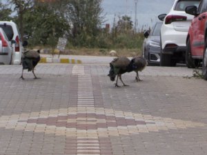 Bu Tavus Kuşları Sokakta Geziyor