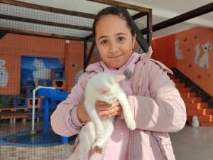 Yerli Ve Yabancı Turistlerden Van Kedilerine İlgi