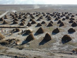 5 Aylık Kamış Sezonunda 1 Milyon Dolarlık İhracat Yapıyorlar