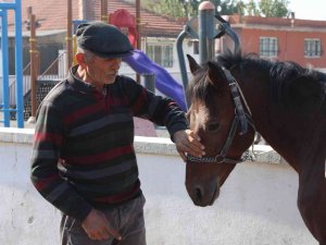 Gözü Gibi Baktığı Rahvan Atlarıyla Binlerce Yıllık Geleneği Yaşatıyor