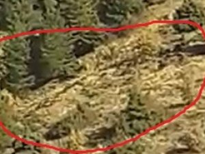 Elazığ’da Onlarca Yaban Domuzu Cep Telefonuyla Görüntülendi