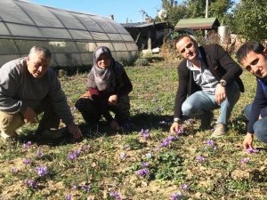 Simav’da ’Safran’ Hasadı