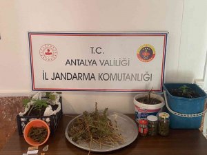 Jandarmadan Yasadışı Kenevir Ekimine Operasyon