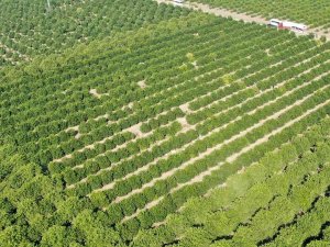 Adana’da Portakal Hasadı Başladı, Bahçede Kilosu 10-12 Lira