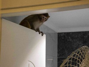 Davetsiz Misafir Makak Maymunu Koruma Altında