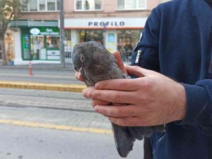 Ağaçta Asılı Kalan Güvercin Son Anda Kurtarıldı