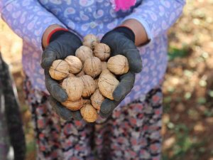 Çameli’nin Coğrafi İşaretli Cevizinde Hasat Sona Erdi
