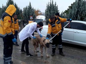Adıyaman’daki Kuduz Vakasının Ardından Sokak Hayvanlarına Aşılama Başladı