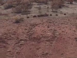 Köye İnen Domuz Sürüsünü Çoban Köpeği Uzaklaştırdı, O Anlar Kamerada