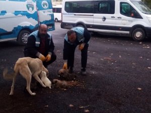 Bozova’da Toplanan Köpeklerin Dağ Başına Bırakıldığı İddialarına Yalanlama