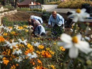 Macera Bursa Kış Çiçekleriyle Yenileniyor