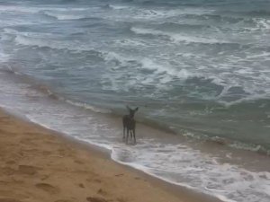 Denizde Karaca Yavrusu Görüldü
