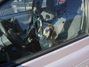 Kaza Yapınca Panikle Köpeğini Aracının İçinde Unuttu