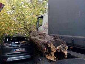 Sarıyer’de Kamyonun Çarptığı Ağaç Yola Devrildi