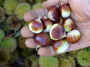 Kuraklığa Dayanıklı Kestane Alternatif Oldu, Geliriyle Yüz Güldürüyor