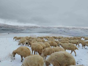 Kar Altında Otlayan Sürü Çoban Tarafından Görüntülendi