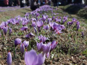 45 Günde 4 Milyonluk Hasat