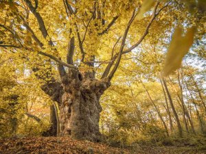 Son Baharın Kartpostallık Çınarı
