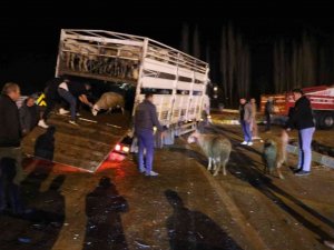 Canlı Hayvan Yüklü Kamyonetle Çarpışan Otomobilde 2 Kişi Yaralandı