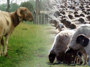 Denizli’de İ̇vesi Koyun Besiciliği Yapan Çiftçilere Destek Verilecek