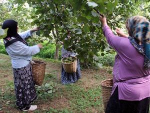 Giresun’da Yeni Mahsul Fındık Hasadı Başladı