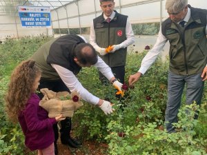 Halfeti’nin Simgesi Karagülde Hasat Dönemi