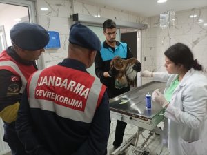 Jandarma Yaralı Şahine Sahip Çıktı