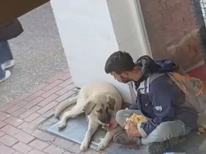 Yemeğini Sokak Köpeği İle Paylaştı, Sosyal Medyada Viral Oldu