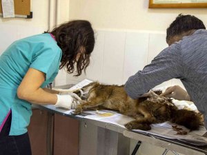 Yaralı Çakal 3 Saatlik Operasyonla Sağlığına Kavuştu