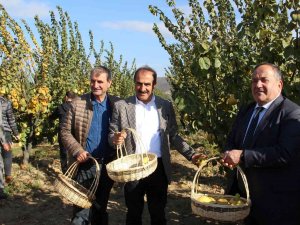 Ayvada Hasat Coşkusu