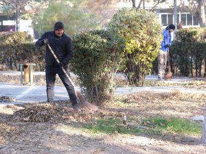 Sonbahar Yaprakları Toplanıp Gübreye Dönüştürülüyor