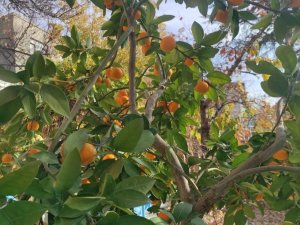 Nallıhan’da Yetiştirilen Mandalina Görenleri Şaşırtıyor