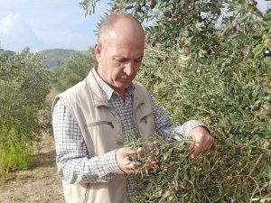 Aydın’da Zeytin Ve Narenciye Bahçeleri Denetlendi