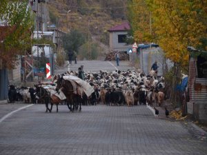 Binlerce Küçükbaş Hayvan Sıcak Bölgelere Ulaşmak İçin Seferde