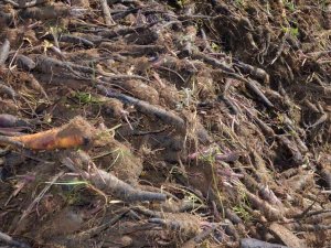 Kırıkhan Siyah Havucu Tescillendi