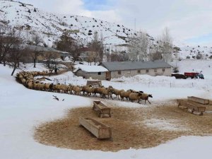 Yüksek Kesimler Kardan Beyaza Büründü Besicilerin Kış Sezonu Başladı