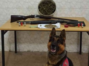 Sakarya’da 4 Kilogram Esrar Ele Geçirildi: 2 Gözaltı