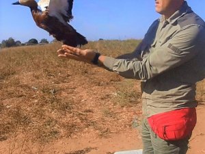 Karayolundan Kurtarılan Angıt Kuşu Yeniden Doğaya Salındı