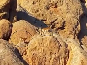 "Dünya’daki Mars"ta Yaban Keçileri Görüntülendi