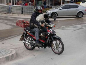 Motosiklet Tutkunu Köpek Yollarda