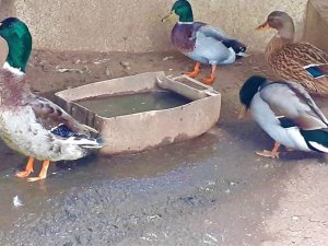 Kanatları Kesilen Yeşil Başlı Ördek Kurtarıldı