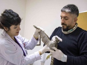 Yaralı Atmaca Tedavi Altında