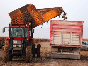 Konya’da 1 Milyon Dekar Alanda Şeker Pancarı Hasadı Devam Ediyor