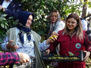 Karadeniz’de Narenciye Hasadı Başladı