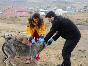 Başkan Allahverdi: “5 Bin Sokak Köpeğine Kuduz Aşısı Yaptık”