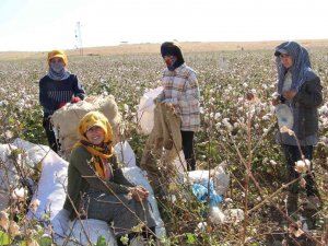 Terörün Yerini Huzura Bıraktığı Cudi Dağı Etekleri Pamuk Tarlalarına Dönüştü