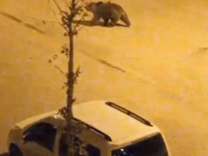 Ayı İlçe Merkezine İndi