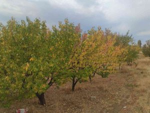Van’da Sonbahar Güzelliği